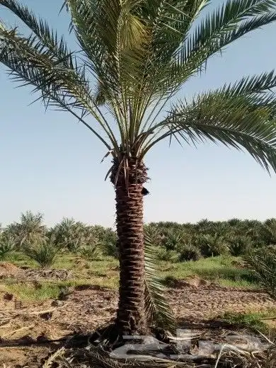 نخل للبيع توصل جميع المناطق 1