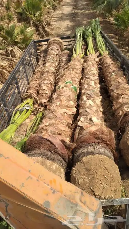 نخيل واشنطن نخل وشنطوني بااسعار مناسبه 2