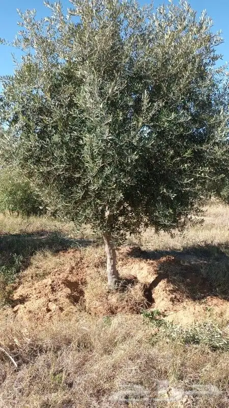 لدينا جميع انواع الزيتون وزرعتهن وخدمات نقلها وبا اسعار مناس 1