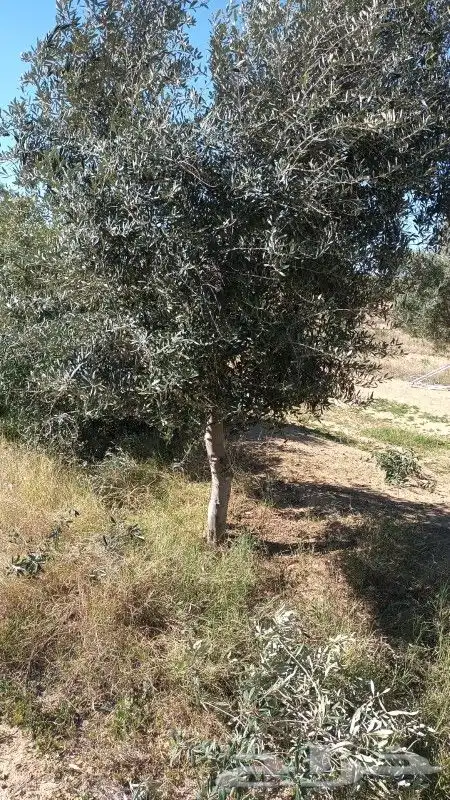 لدينا جميع انواع الزيتون وزرعتهن وخدمات نقلها وبا اسعار مناس 9
