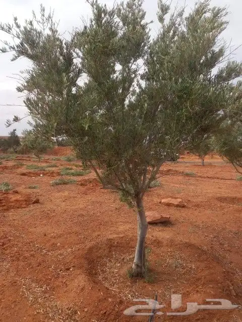 لدينا جميع انواع الزيتون وزرعتهن وخدمات نقلها وبا اسعار مناس 7