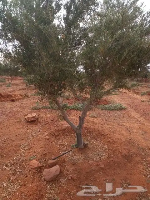 لدينا جميع انواع الزيتون وزرعتهن وخدمات نقلها وبا اسعار مناس 8