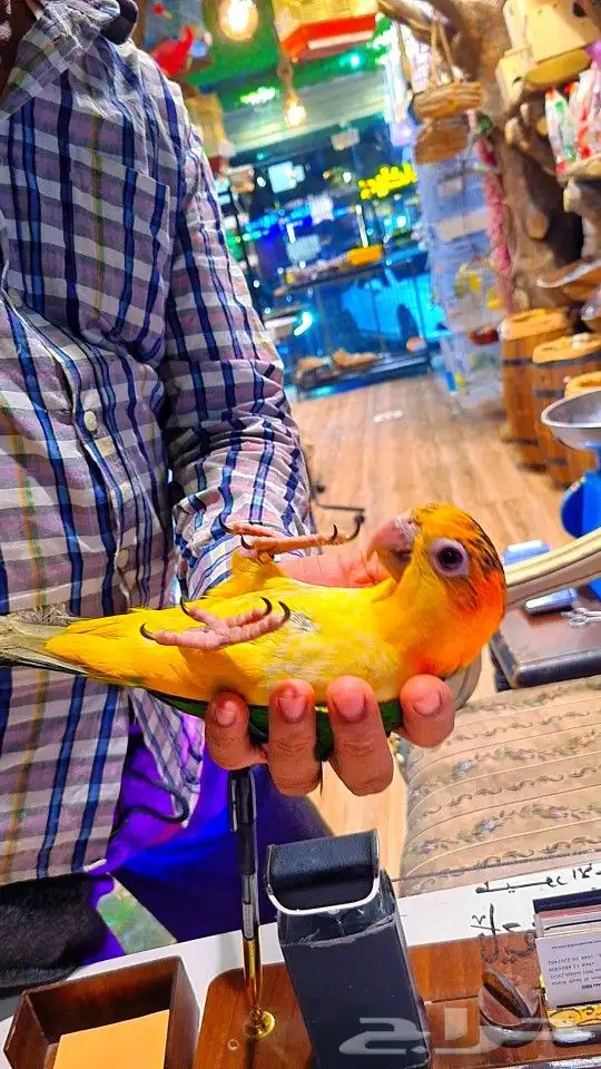 فرخ كايك وايت بلي (( تم البيع )) 1