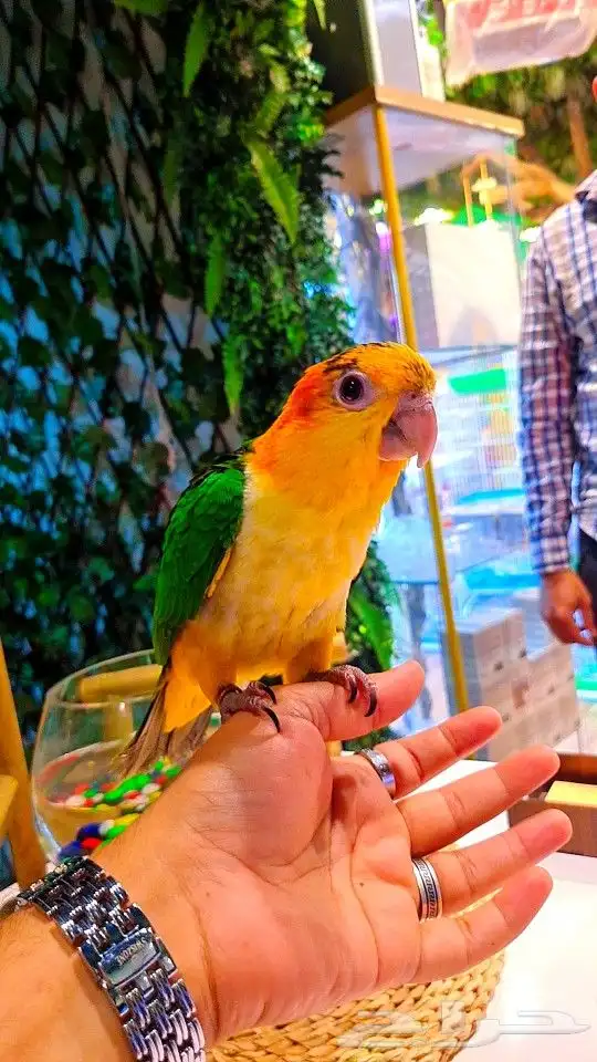 فرخ كايك وايت بلي (( تم البيع )) 0