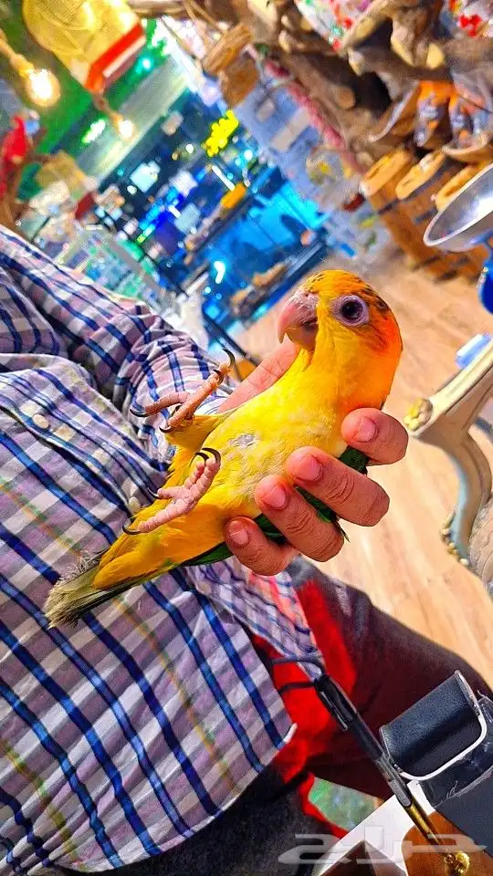 فرخ كايك وايت بلي (( تم البيع )) 2