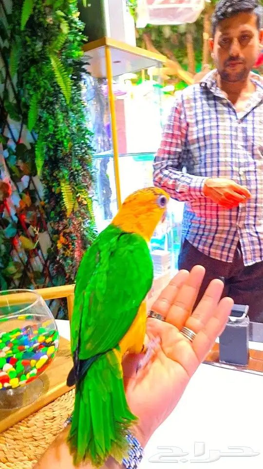 فرخ كايك وايت بلي (( تم البيع )) 3