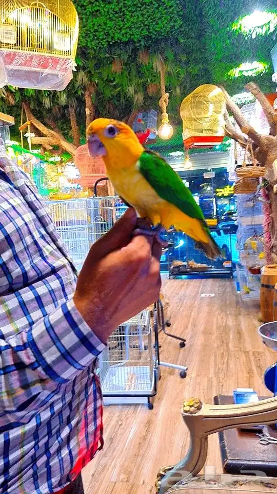 فرخ كايك وايت بلي (( تم البيع )) 5