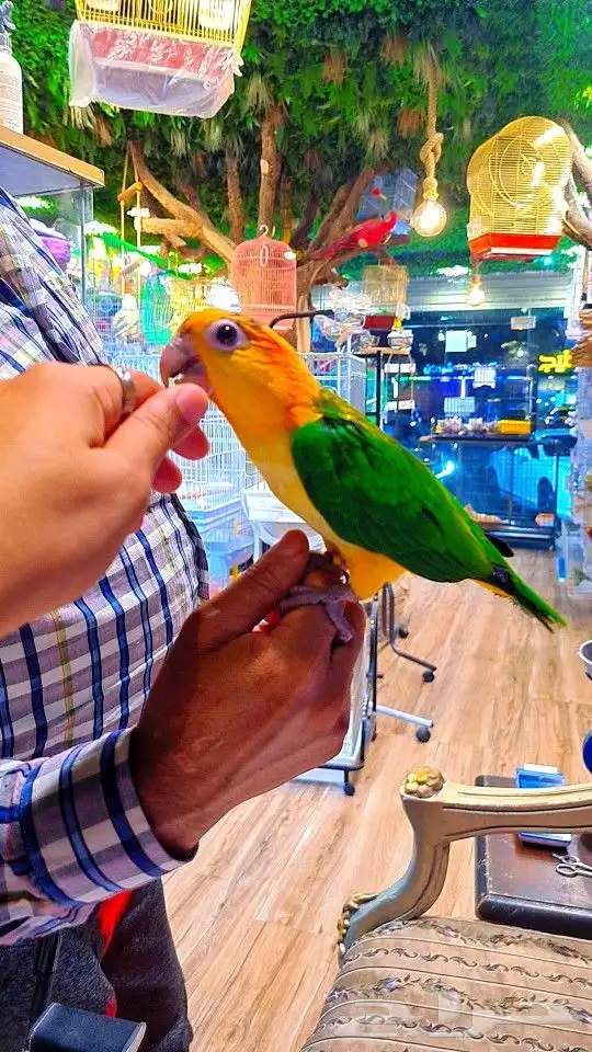 فرخ كايك وايت بلي (( تم البيع )) 6