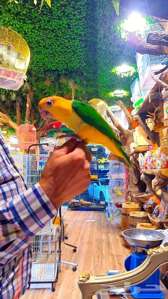 فرخ كايك وايت بلي (( تم البيع )) 4