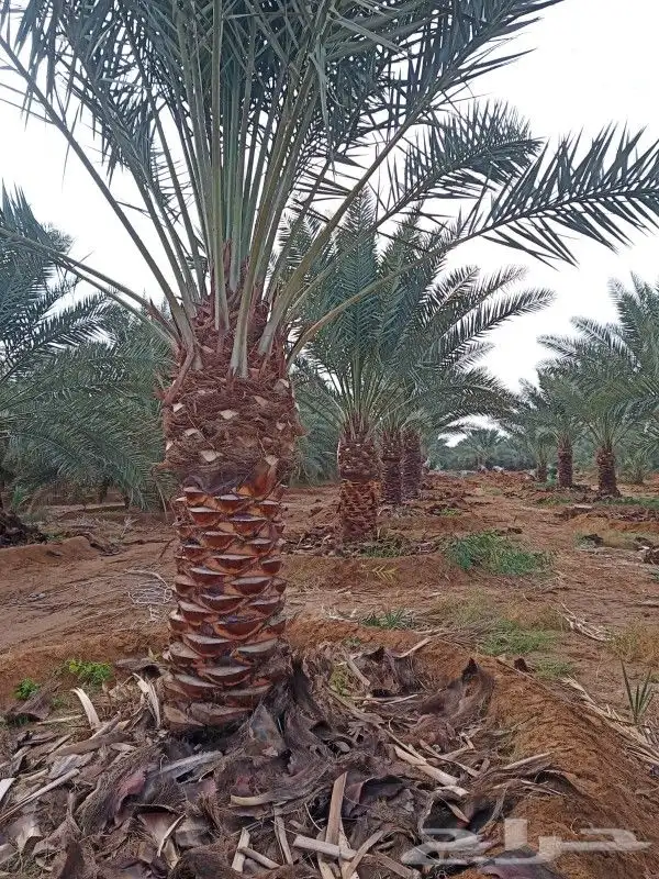 نخيل عربي جميع المقسات والانواع 1