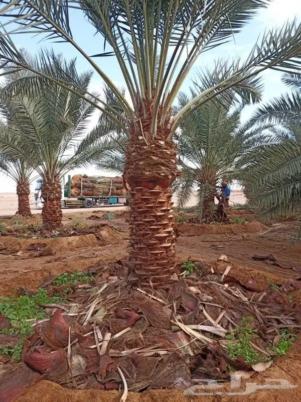 نخيل عربي جميع المقسات والانواع 3