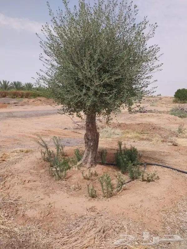 لدينا جميع انواع الزيتون وزرعتهن وخدمات نقلها وبا اسعار مناس 3
