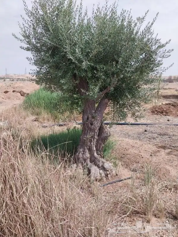 لدينا جميع انواع الزيتون وزرعتهن وخدمات نقلها وبا اسعار مناس 2