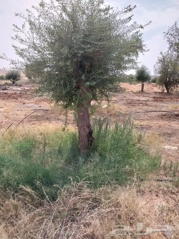 لدينا جميع انواع الزيتون وزرعتهن وخدمات نقلها وبا اسعار مناس 4