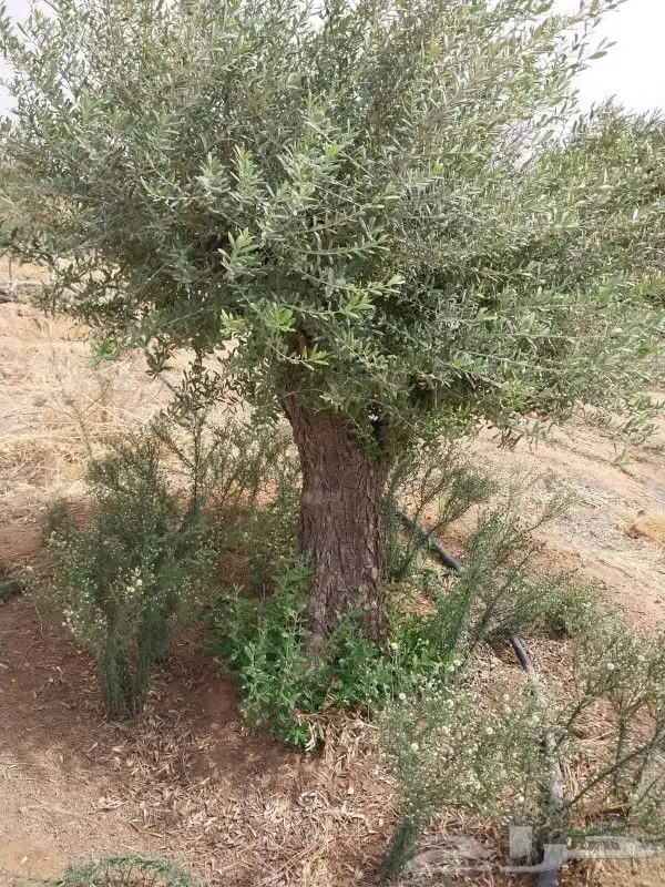لدينا جميع انواع الزيتون وزرعتهن وخدمات نقلها وبا اسعار مناس 6
