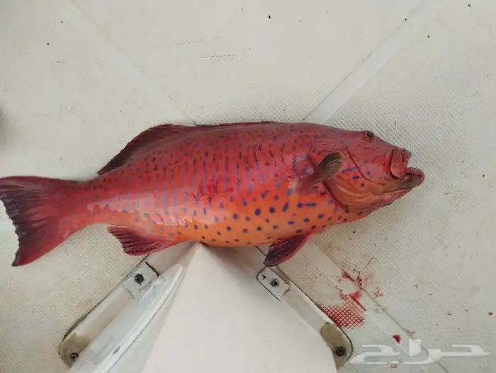 صيد و رحلات 5