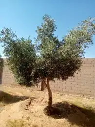 أشجار الزيتون موجوده 70حيه من 4بوصه الئ5 بوصه واسعار مناسبه 0
