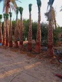 لتوريد جميع انواع النخيل العربي والواشنطن وشبوك المزارع 3