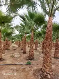 لتوريد جميع انواع النخيل العربي والواشنطن وشبوك المزارع 0