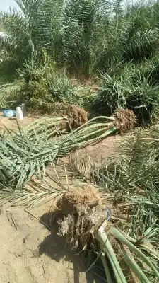 لتوريد جميع انواع النخيل العربي والواشنطن وشبوك المزارع 1