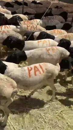 خرفان بربري جملة 0