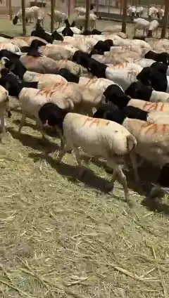 خرفان بربري جملة 1