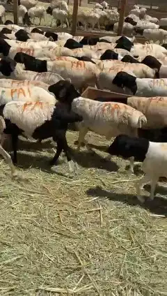 خرفان بربري جملة 4