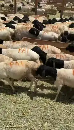 خرفان بربري جملة 3