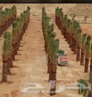 لتوريد جميع انواع النخيل العربي والواشنطن وشبوك المزارع 2