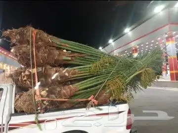 نخل وشبوك 6