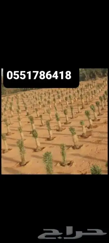 نخل وشبوك 9