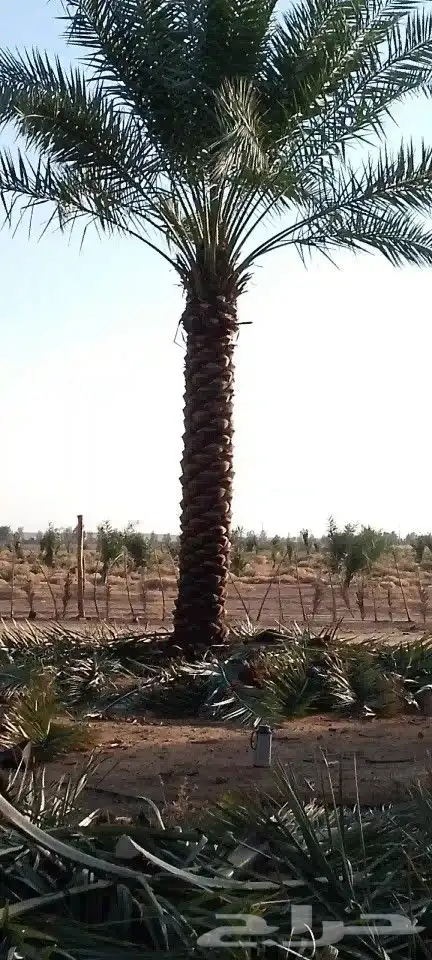 نخل عربي مثمر 2