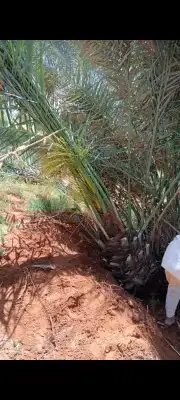 ابو درهم لتوريد. جميع انواع النخيل في انحا المملكه 4