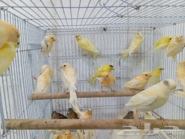 فروخ فرخ كناري سوري 8