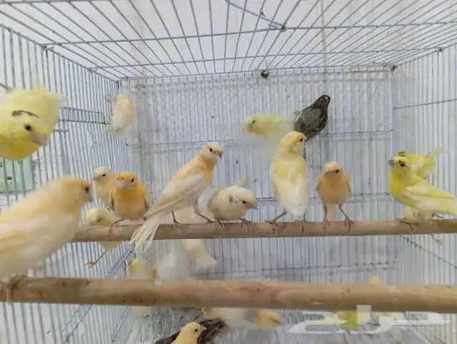 فروخ فرخ كناري سوري 3