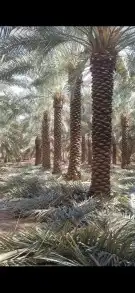 مقاول شبوك وسياج وتوريد النخيل 0