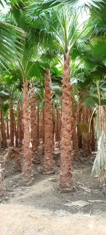 نخل وشنطني زينة للبيع جميع انواع المقسات توصيل خارج الرياض ت 1