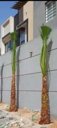 يوجد لدينا جميع انواع انخيل للبيع سكري برحي خلاص هلالي صقعي 4