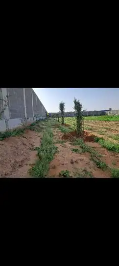 يوجد لدينا جميع انواع انخيل للبيع سكري برحي خلاص هلالي صقعي 3