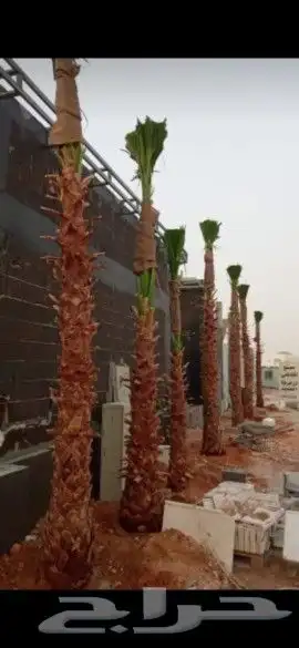 مقاول شبوك وسياج وتوريد النخيل 6
