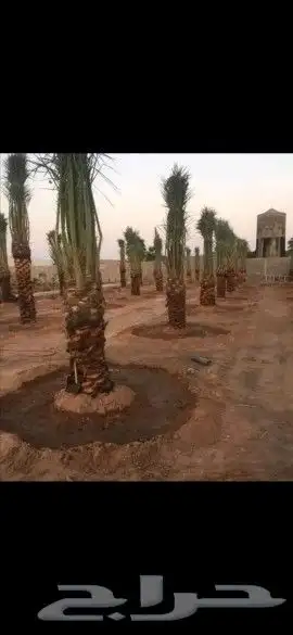 مقاول شبوك وسياج وتوريد النخيل 9