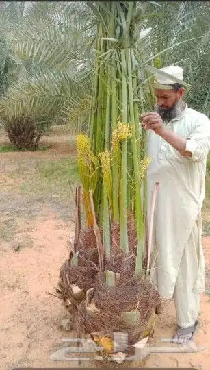 يوجد لدينا جميع انواع انخيل للبيع سكري برحي خلاص هلالي صقعي 6