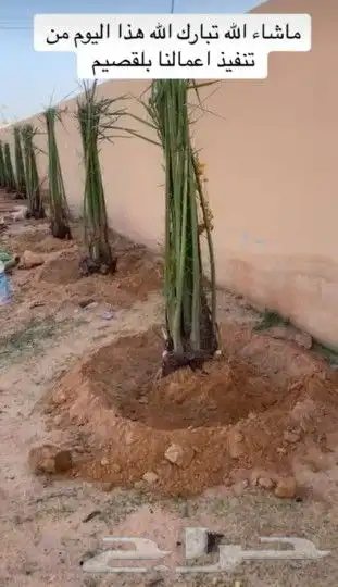 يوجد لدينا جميع انواع انخيل للبيع سكري برحي خلاص هلالي صقعي 8