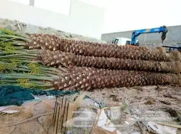 يوجد لدينا جميع انواع انخيل للبيع سكري برحي خلاص هلالي صقعي 1