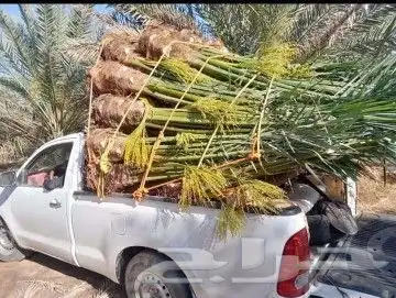 يوجد لدينا جميع انواع انخيل للبيع سكري برحي خلاص هلالي صقعي 0