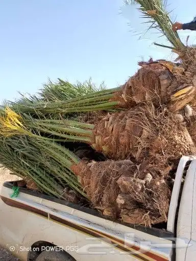 يوجد لدينا جميع انواع انخيل للبيع سكري برحي خلاص هلالي صقعي 5