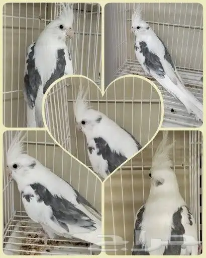 كروان هولندي مكتف ذكر للانتاج 0