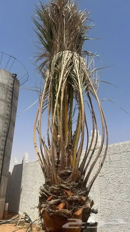 جميع أعمال النخيل 1