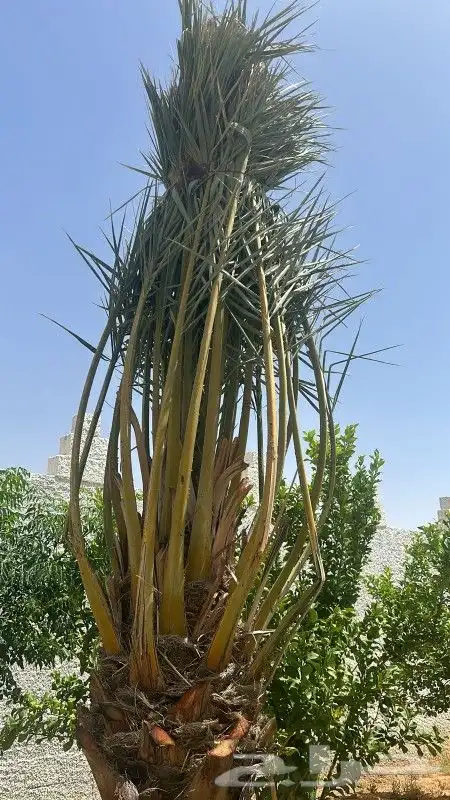 جميع أعمال النخيل 2