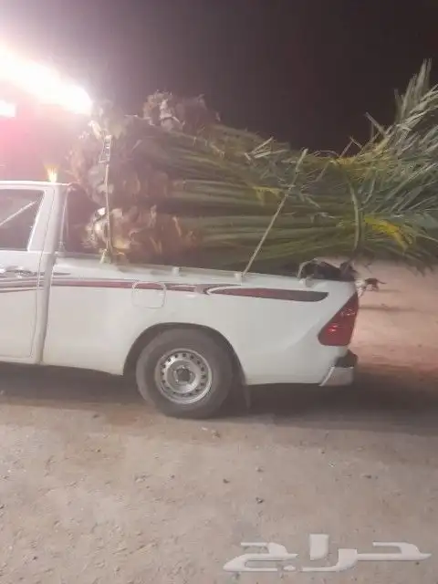 يوجد لدينا جميع انواع انخيل للبيع سكري برحي خلاص هلالي صقعي 7